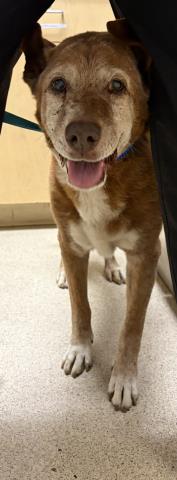 Eugene, a Pit Bull Terrier (mix breed), available for adoption