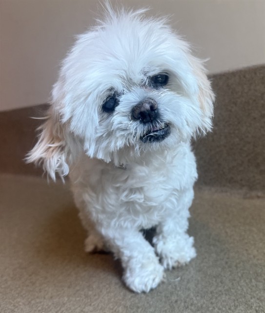 Sasha, a Shih Tzu, available for adoption