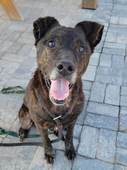 Alice, a Dutch Shepherd (mix breed), available for adoption