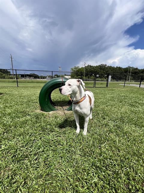 Adoptable pet photo