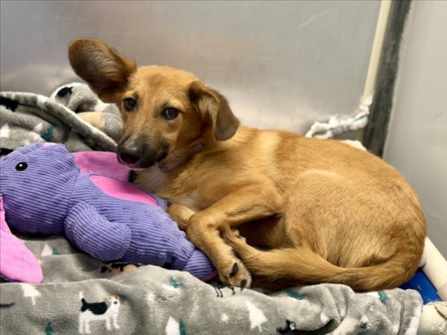 Adoptable pet photo