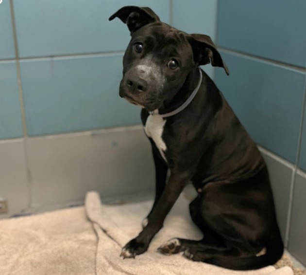 Adoptable pet photo