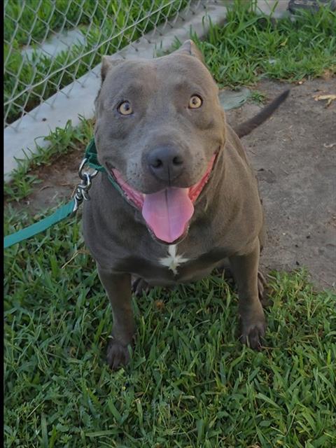 Adoptable pet photo