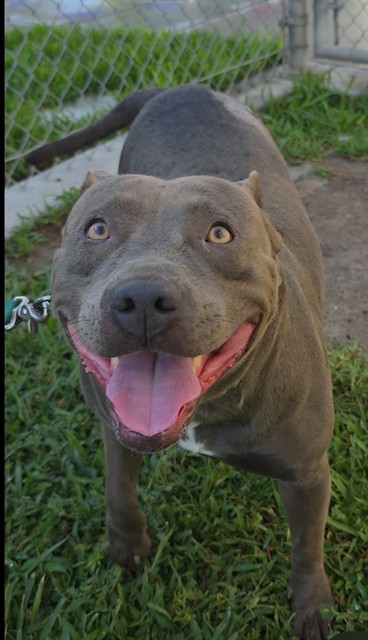 Other Photos of thie Dog
