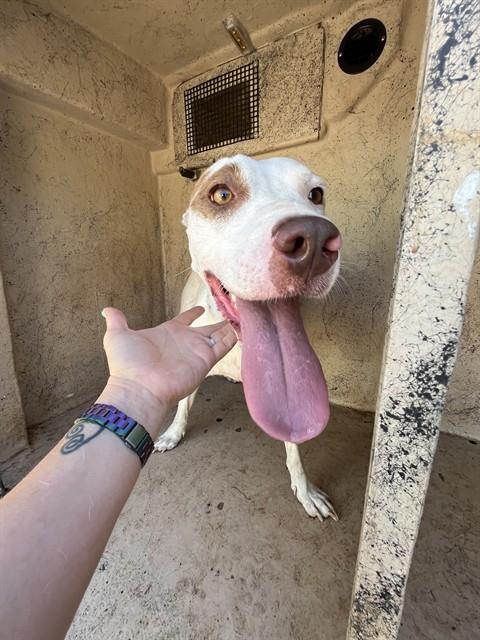 A479772, a American Staffordshire Terrier (mix breed), available for adoption