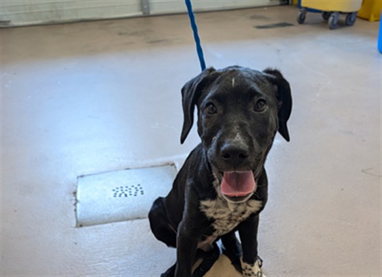 Leo, a Pointer (mix breed), available for adoption