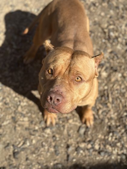Nonna, a Pit Bull Terrier (mix breed), available for adoption