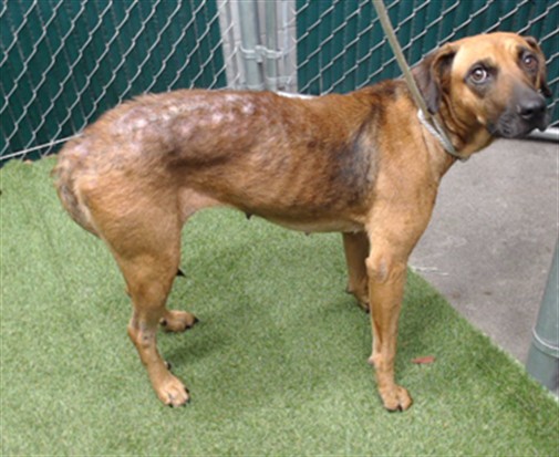 Sole, a German Shepherd, available for adoption