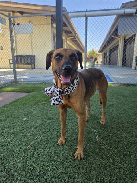 Sole, a German Shepherd, available for adoption