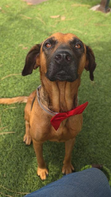 Sole, a German Shepherd, available for adoption