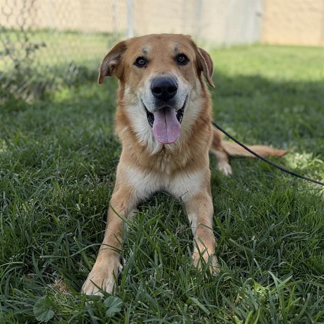 Sam, a Anatolian Shepherd, available for adoption