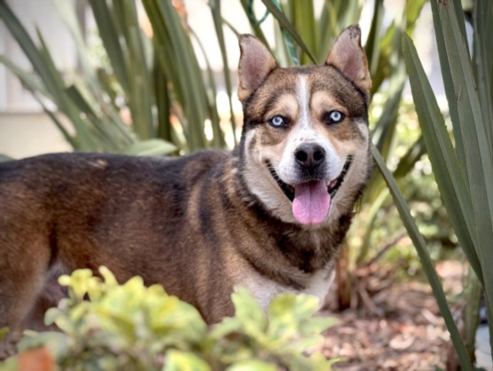 Kylo, a Husky, available for adoption