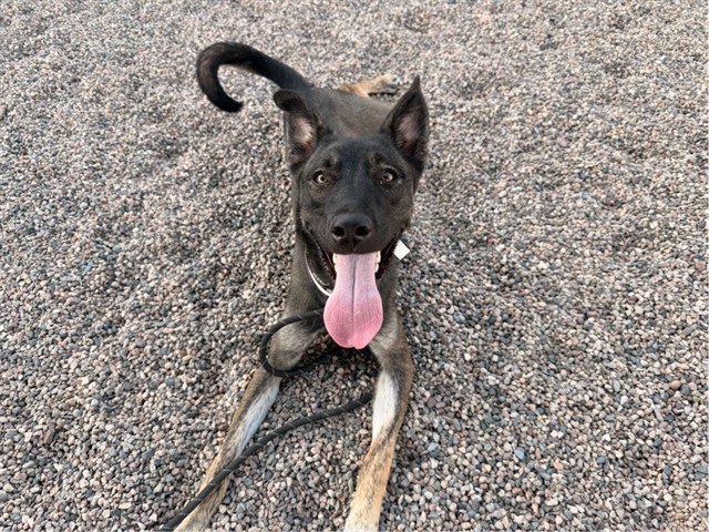 Amadeus, a Belgian Shepherd Malinois (mix breed), available for adoption