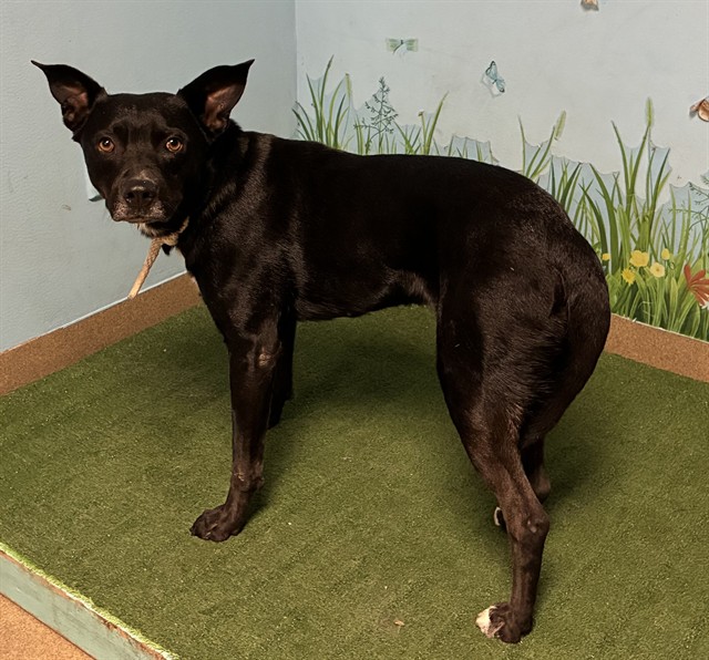 Berry, a Labrador Retriever, available for adoption