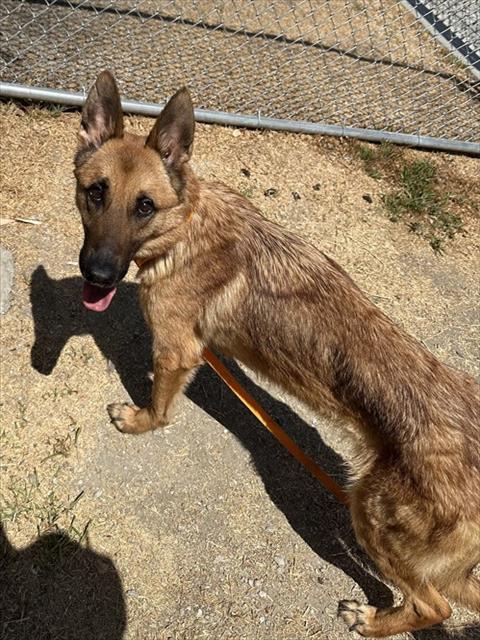 Axel, a German Shepherd (mix breed), available for adoption
