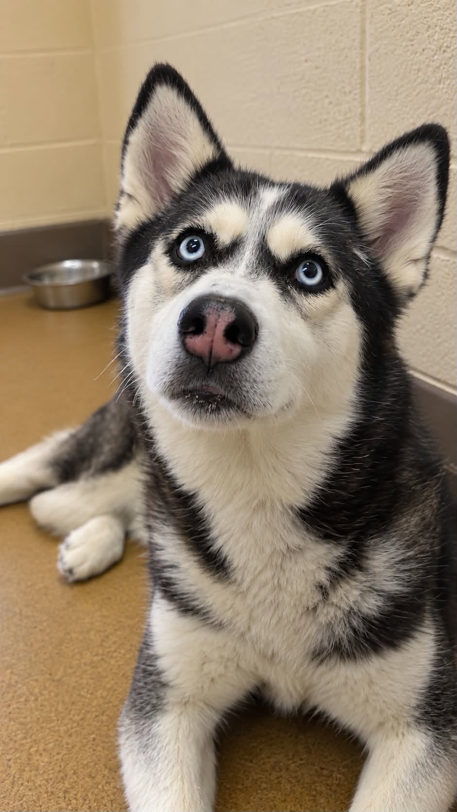 Grey, a Siberian Husky, available for adoption