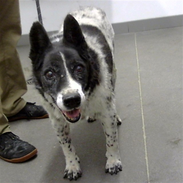 Jack, a Cattle Dog (mix breed), available for adoption