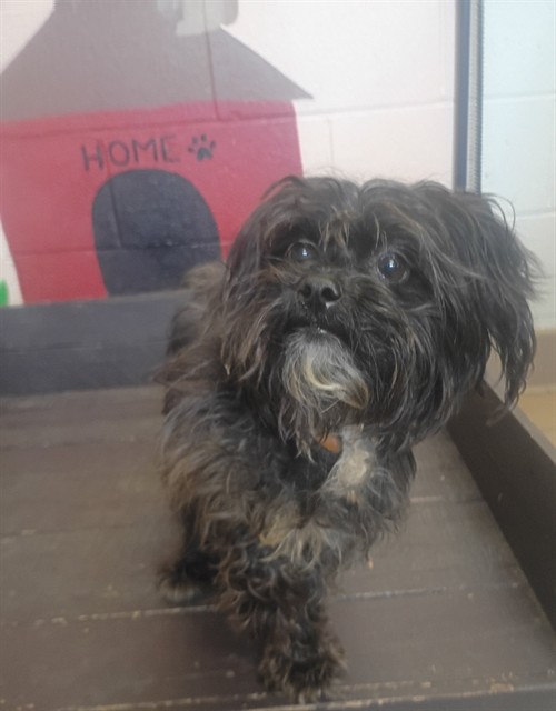 Oliver, a Maltese, available for adoption