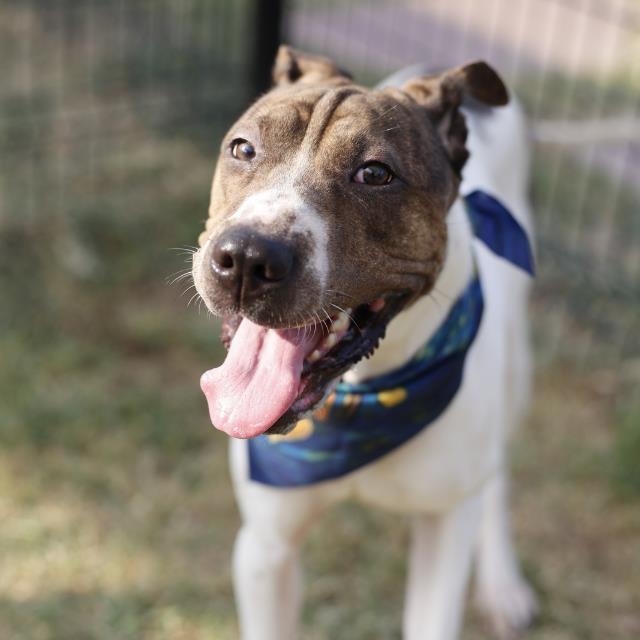 Dotz, a Terrier (mix breed), available for adoption