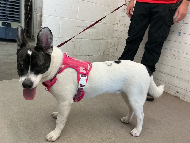 Gelato, a Pit Bull Terrier (mix breed), available for adoption