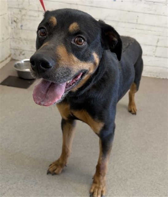 Mator, a Rottweiler (mix breed), available for adoption