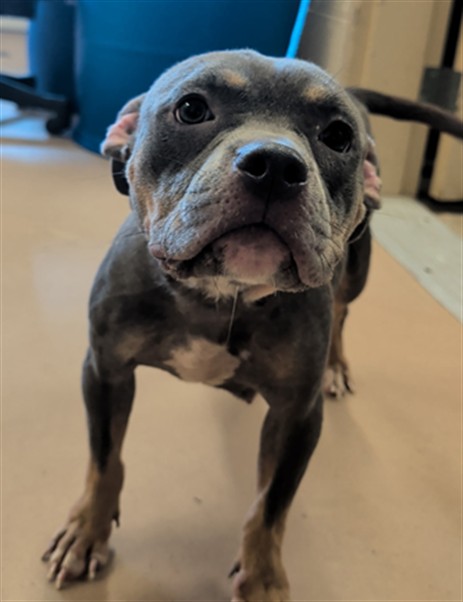 Willa, a Pit Bull Terrier, available for adoption