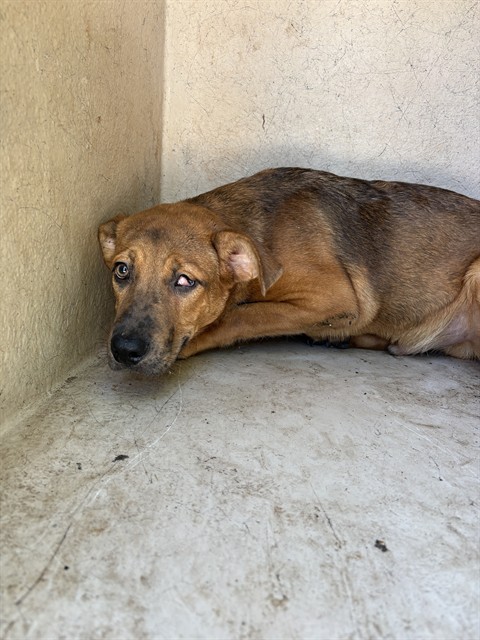 A480299, a German Shepherd (mix breed), available for adoption