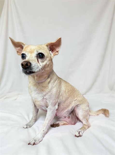 Angel, a Chihuahua, available for adoption