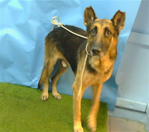 A5799691, a German Shepherd, available for adoption