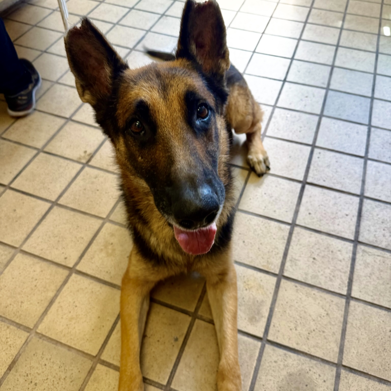 Gerry, a German Shepherd, available for adoption