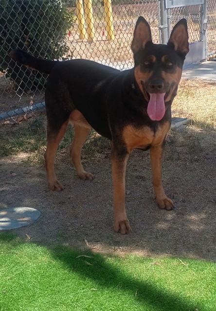 Greta, a Doberman Pinscher, available for adoption