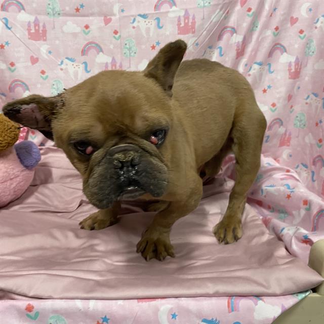 Pinto, a French Bulldog, available for adoption