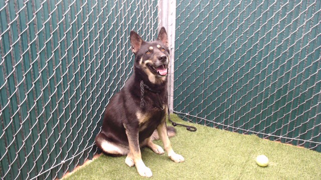 Sasha, a German Shepherd, available for adoption