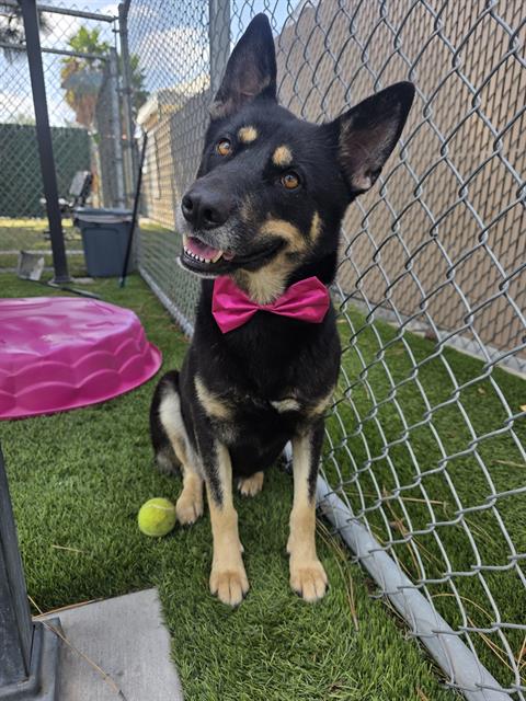 Sasha, a German Shepherd, available for adoption