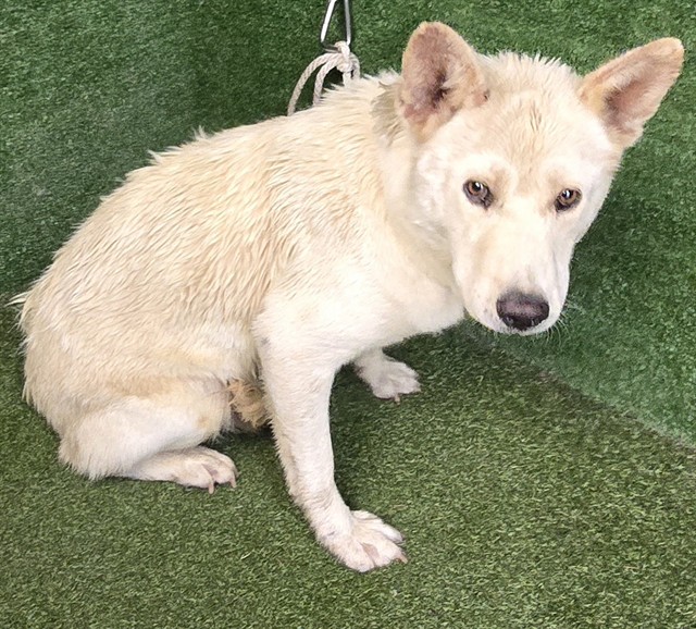 Lil' Bear, a Husky, available for adoption