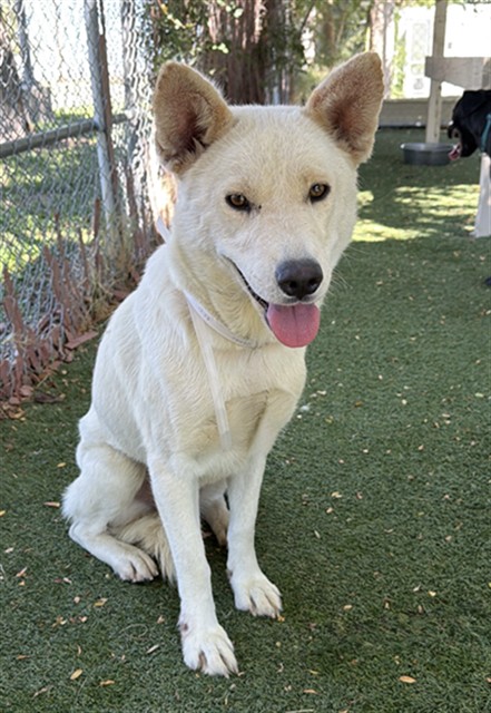 Lil' Bear, a Husky, available for adoption