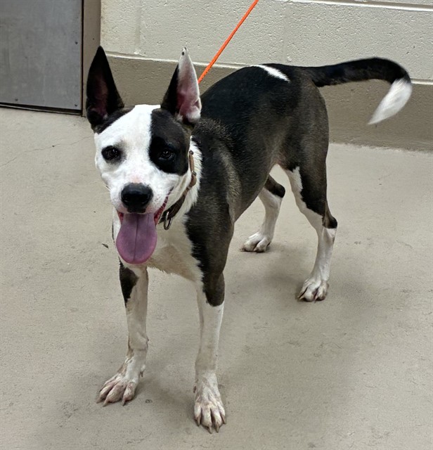 Bolt, a Pit Bull Terrier, available for adoption