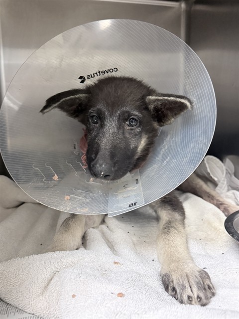 Max, a German Shepherd (mix breed), available for adoption