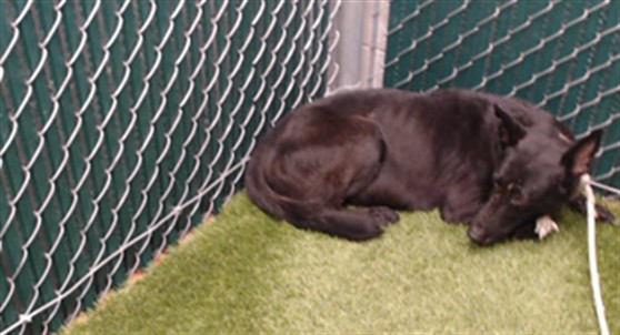 Dani, a German Shepherd, available for adoption