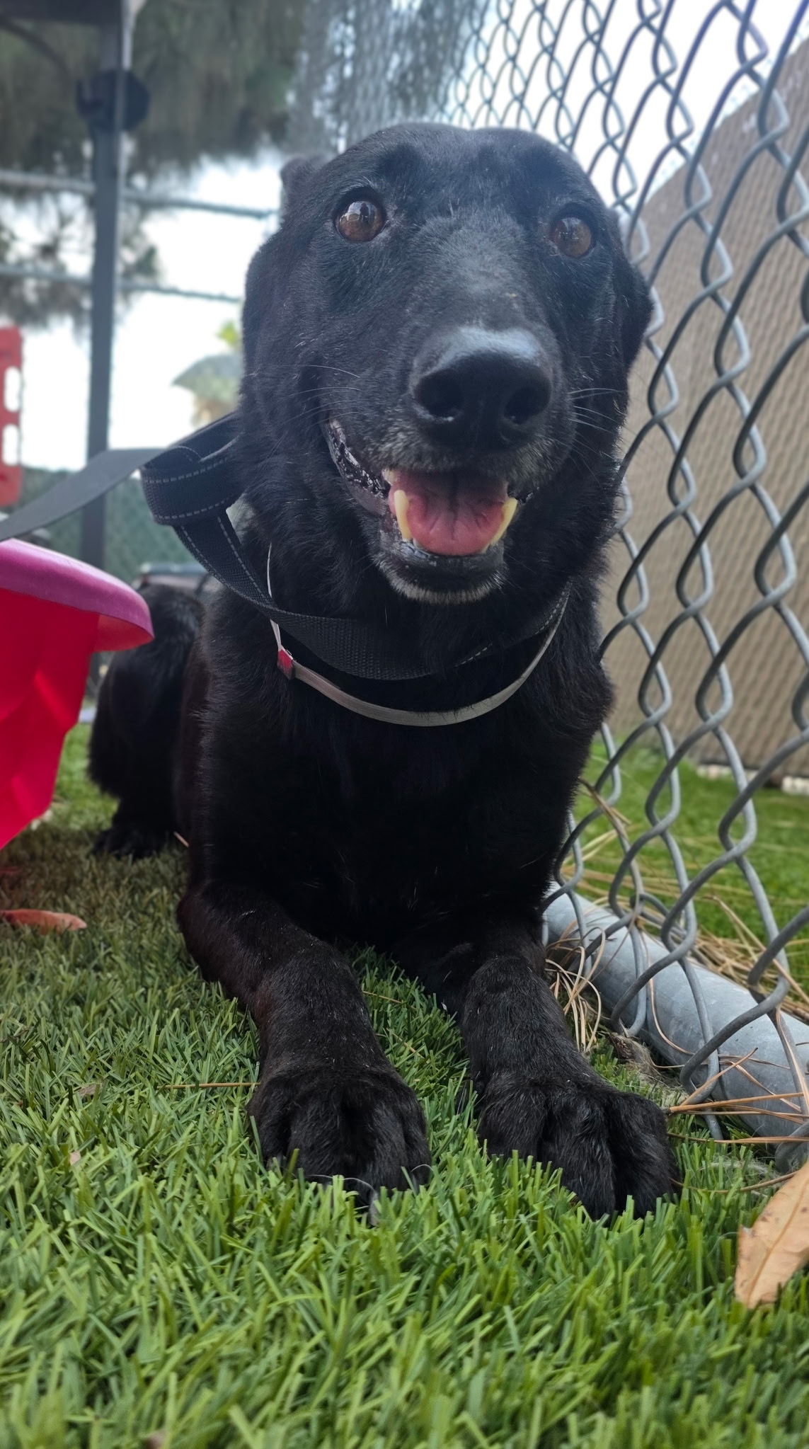 Dani, a German Shepherd, available for adoption