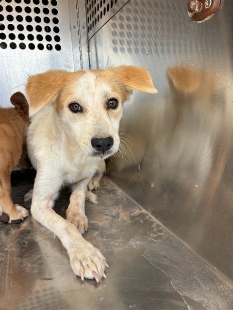 Suede, a Australian Shepherd (mix breed), available for adoption