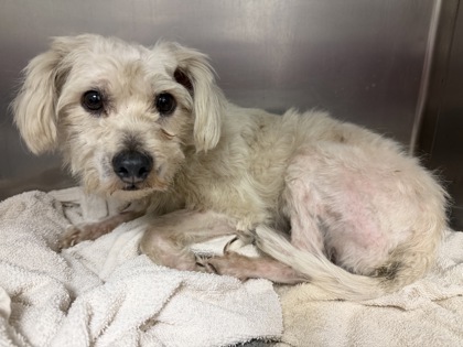 Hugo, a Terrier, available for adoption