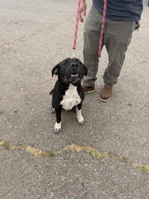 Susie, a Pit Bull Terrier (mix breed), available for adoption