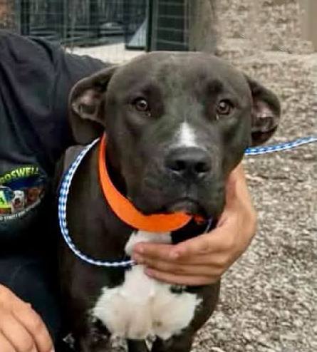 Susie, a Pit Bull Terrier (mix breed), available for adoption