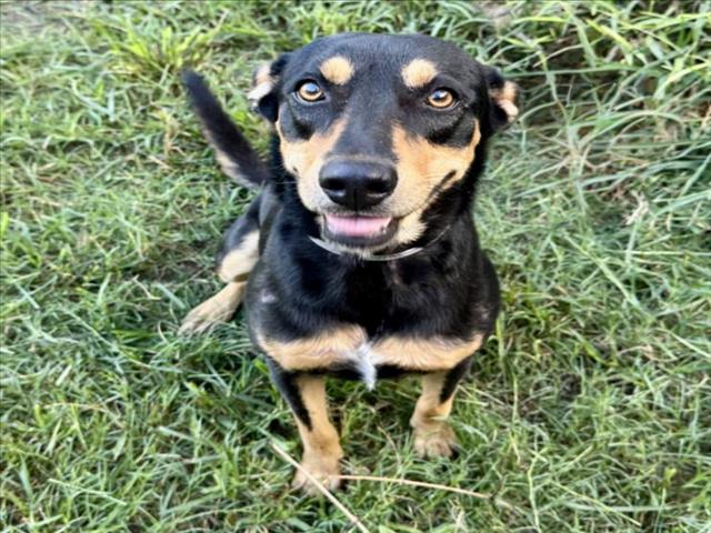 Scarlet, a Australian Kelpie (mix breed), available for adoption