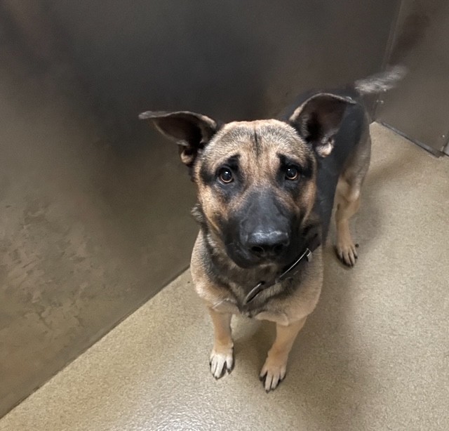 Montaro, a German Shepherd, available for adoption