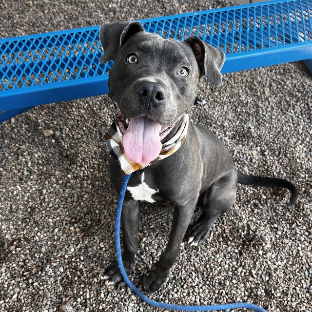 Colby, a Pit Bull Terrier (mix breed), available for adoption