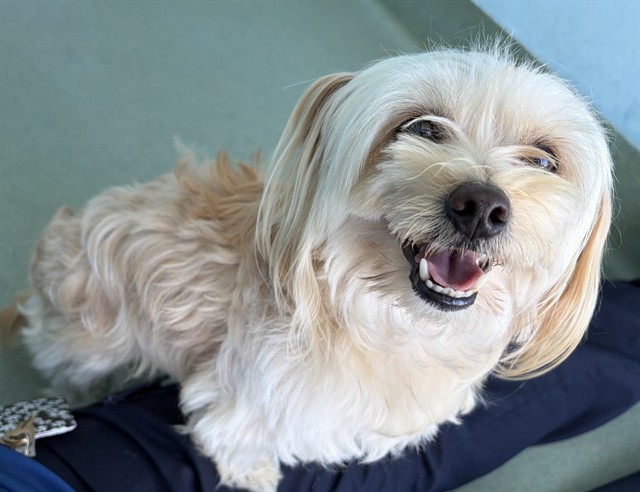 Valentino, a Terrier, available for adoption