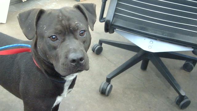 Federico, a Pit Bull Terrier (mix breed), available for adoption