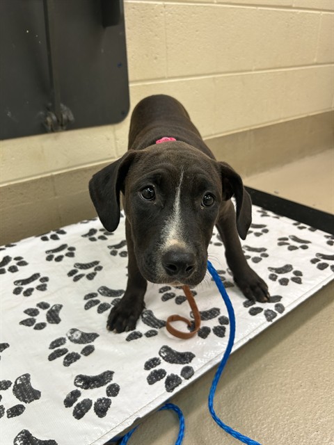 Robbie, a Pit Bull Terrier (mix breed), available for adoption